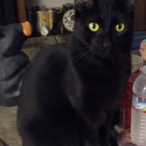 Meet your Posher, Sylvia